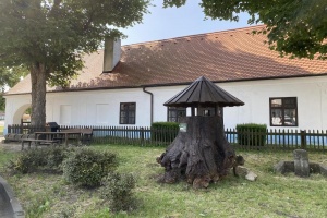 Pařez staletého jilmu