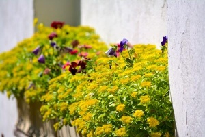 foto_1914